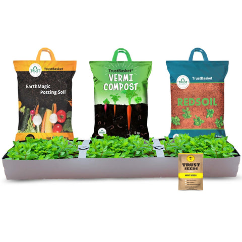 Rooftop Organic Farming Kit - TrustBasket Mint Grow Kit