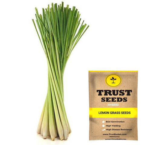 Buy Best Lemon Grass Plant Seeds Online - Lemon Grass seeds (Hybrid)