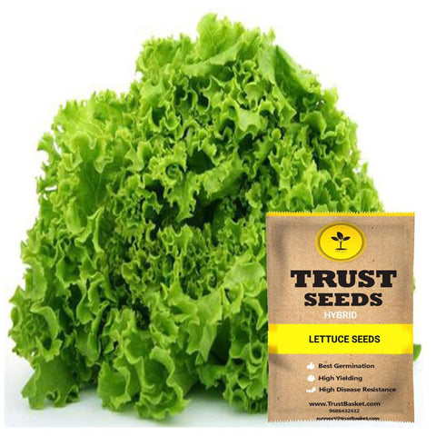 Buy Best Lettuce Plant Seeds Online - Lettuce seeds (Hybrid)