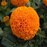 Marigold orange seeds (Hybrid)