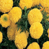Marigold yellow seeds (Open Pollinated)