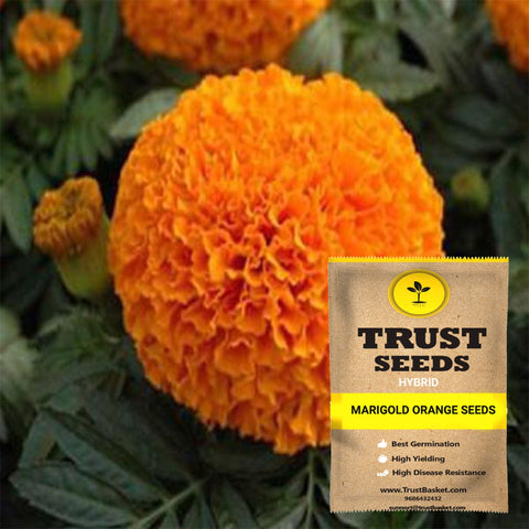 Spring Collection - Marigold orange seeds (Hybrid)