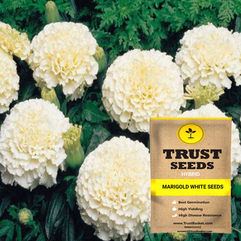 Buy Best Marigold Plant Seeds Online - Marigold white seeds (Hybrid)