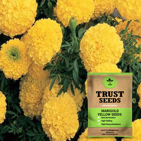 Seeds to start in August Month - Marigold yellow seeds (Open Pollinated)