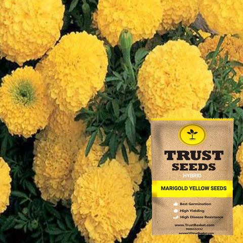 Spring Collection - Marigold yellow seeds (Hybrid)