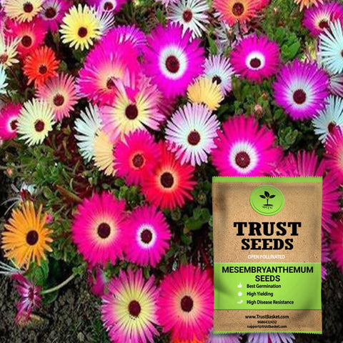 Buy Best Mesembryanthemum Plant Seeds Online - Mesembryanthemum/Ice plant seeds (OP)