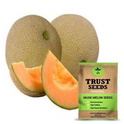 Buy Best Musk Melon Plant Seeds Online - Musk melon seeds (Open Pollinated)
