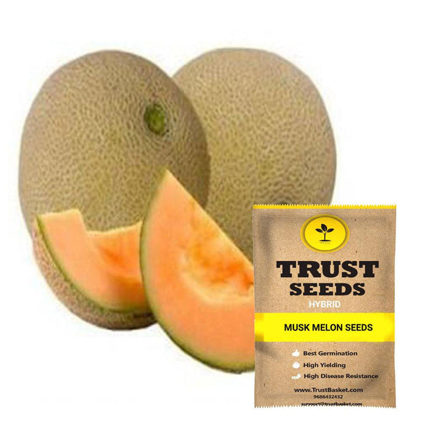Musk melon seeds (Hybrid)