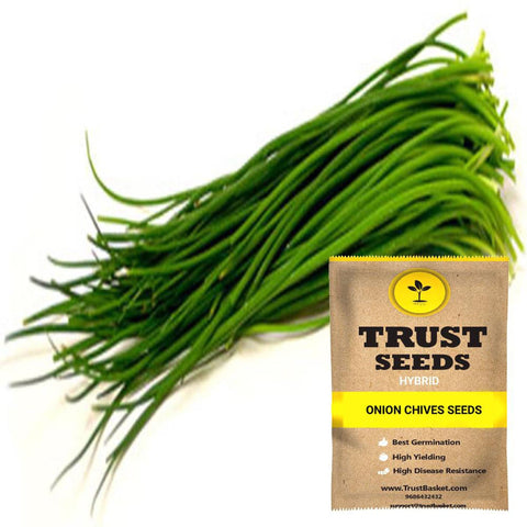 Gardening Products Under 299 - Onion Chives Seeds (Hybrid)