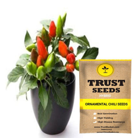 Gardening Products Under 99 - Ornamental chili seeds (Hybrid)
