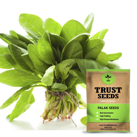 Buy Best Palak Plant Seeds Online - Palak seeds (Spinach) (Open Pollinated)