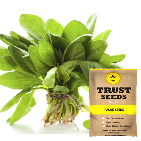 Buy Best Palak Plant Seeds Online - Palak seeds (Spinach) (Hybrid)