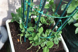 Green Peas seeds (Hybrid)