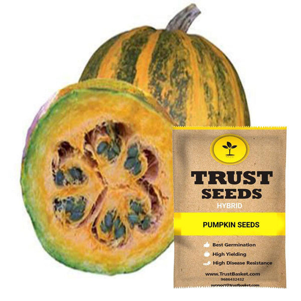 Pumpkin seeds (Hybrid)