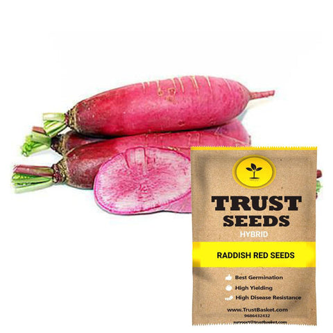 Buy Best Radish Plant Seeds Online - Raddish red seeds (Hybrid)