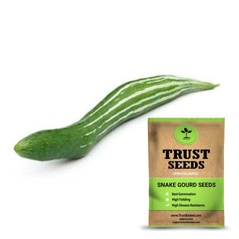 Buy Best Snake Gourd Plant Seeds Online - Snake Gourd seeds (OP)