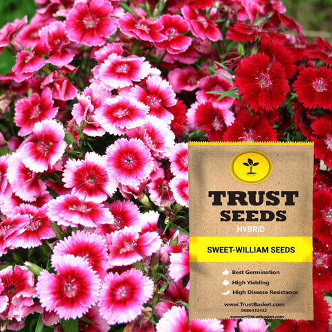 Gardening Products Under 599 - Sweet William Seeds (Hybrid)