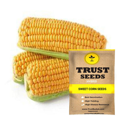 Buy Best Baby Corn Plant Seeds Online - Sweet corn seeds (Hybrid)