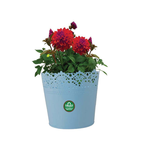 Best Metal Planters in India - Half Lace finish Teal