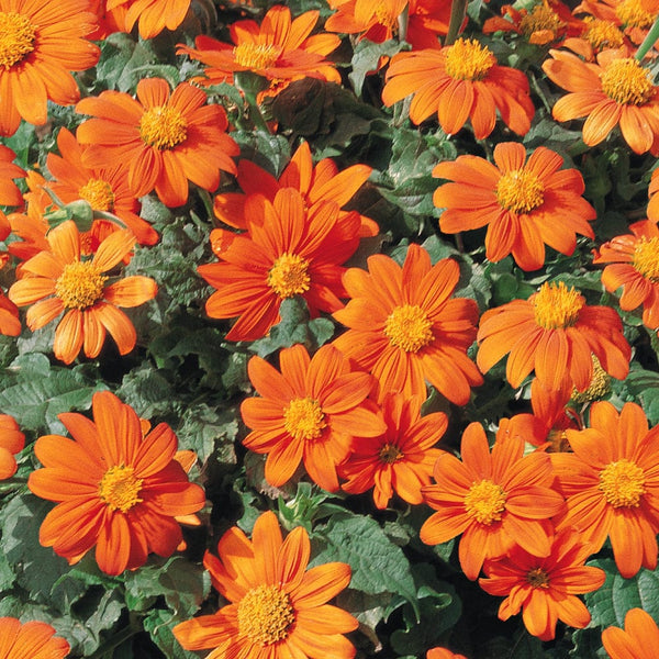 Tithonia flower shop