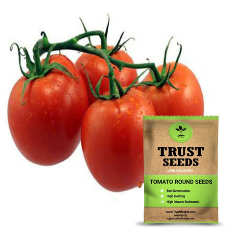 Buy Tomato Seeds Online in India - Tomato round seeds (OP)