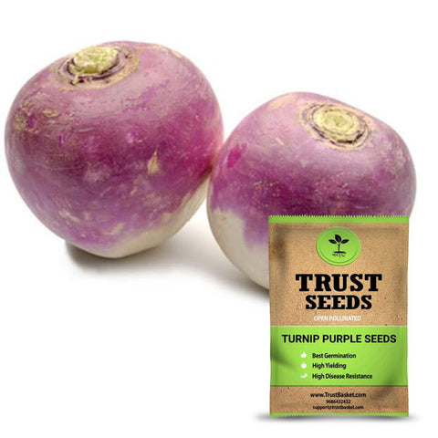Buy Best Turnip Plant Seeds Online - Turnip Purple Seeds (OP)