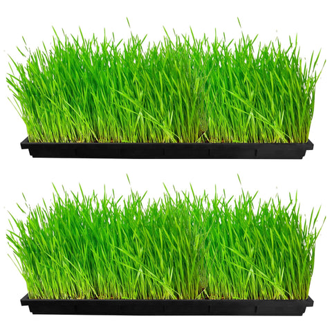 Colorful Designer made planters - TrustBasket Wheat Grass Trays