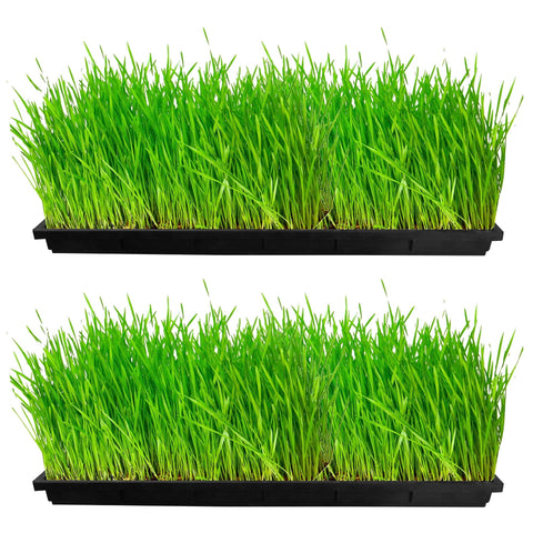 TrustBasket Wheat Grass Trays
