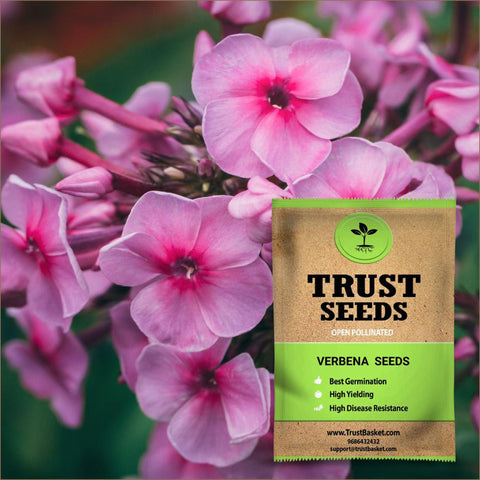 Products - Verbena Seeds (OP)