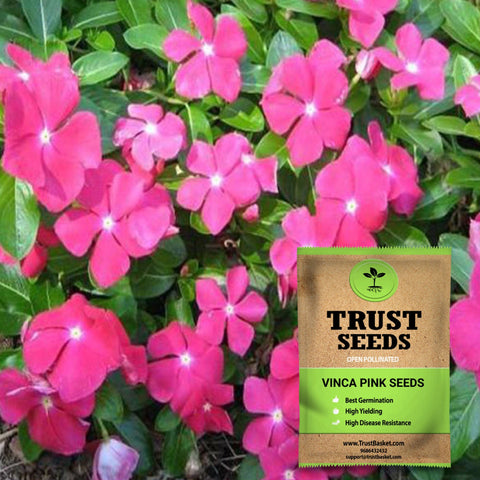 Buy Best Vinca Plant Seeds Online - Vinca pink seeds (OP)
