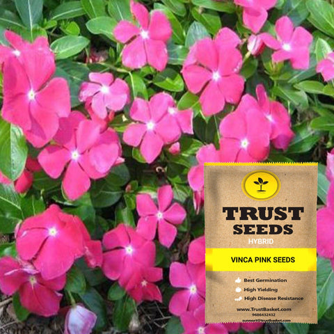 Seeds to start in August Month - Vinca pink seeds (Hybrid)