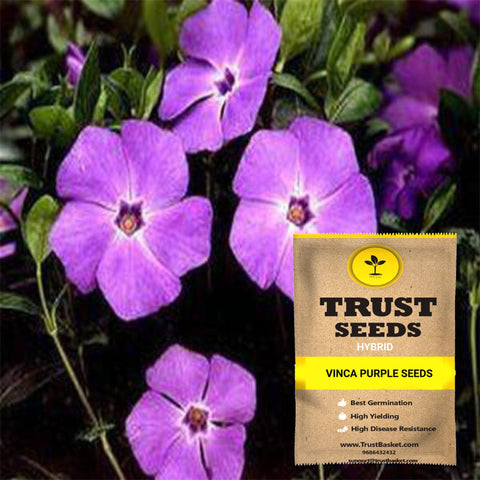 Seeds to start in August Month - Vinca purple seeds (Hybrid)