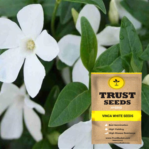 Buy Best Vinca Plant Seeds Online - Vinca white seeds (Hybrid)