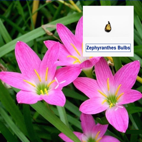 Products - Zephyranthes Flower Bulbs (Set of 5)
