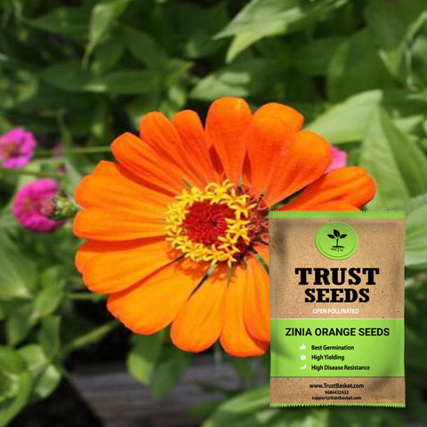 Buy Best Zinia Plant Seeds Online - Zinia orange seeds (OP)