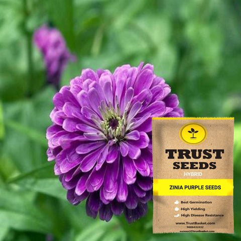 Buy Best Zinia Plant Seeds Online - Zinia purple seeds (Hybrid)