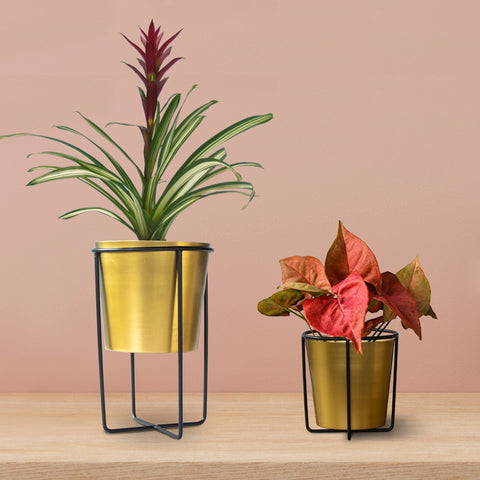Colorful Designer made planters - Ayana planter - Set of 2