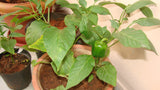 Capsicum green seeds (Hybrid)