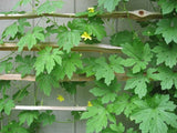 Bitter gourd seeds (Hybrid)