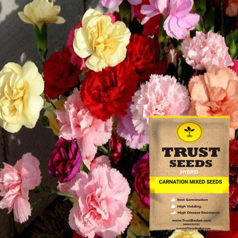 Buy Best Carnation Plant Seeds Online - Carnation mixed seeds (Hybrid)