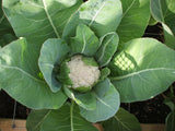 Cauliflower seeds (Hybrid)