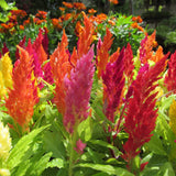 Celosia plumosa mixed seeds (Hybrid)