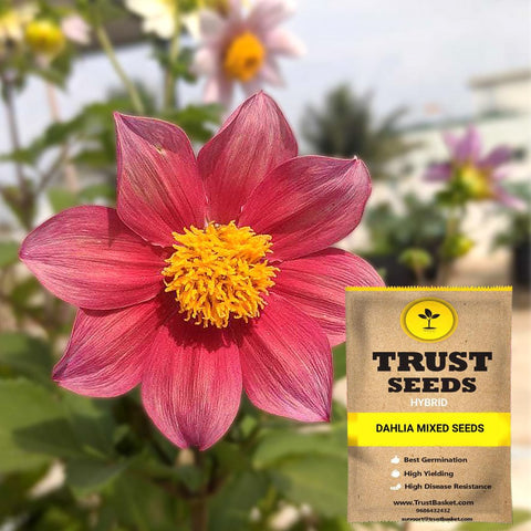 Buy Best Dahlia Plant Seeds Online - Dahlia mixed seeds (Hybrid)