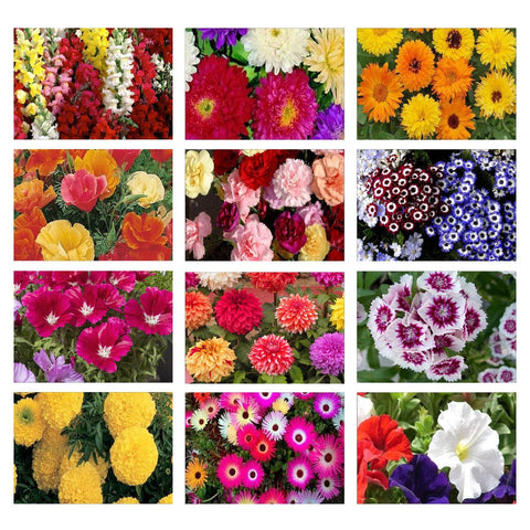 Products - Winter Flower Seeds Kit (Set of 12)