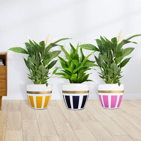 Best Indoor Plant Pots Online - Trustbasket Galaxy Planter (Set of 3)