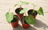 French beans seeds (Hybrid)