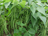French beans seeds (Hybrid)