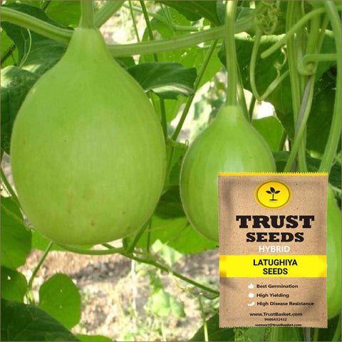 Gardening Products Under 99 - Latughiya Seeds (Hybrid)