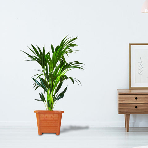 Best Indoor Plant Pots Online - TrustBasket EarthBox-12 Square Plastic Planter