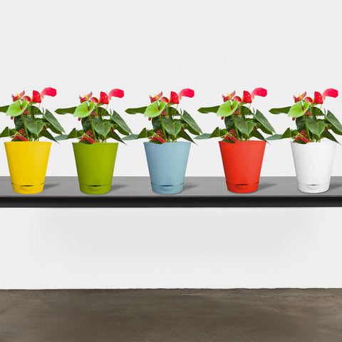 Best Indoor Plant Pots Online - Titan Self Watering Pot (Set of 5 - Assorted colors)